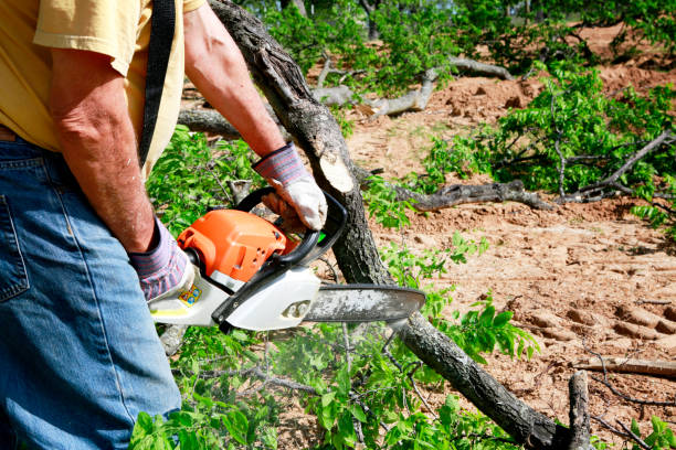 Best Tree Removal Near Me  in Hockessin, DE